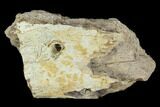Fossil Triceratops Rib Section - North Dakota #117382-1